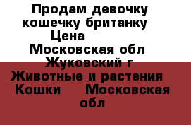Продам девочку, кошечку британку. › Цена ­ 4 500 - Московская обл., Жуковский г. Животные и растения » Кошки   . Московская обл.